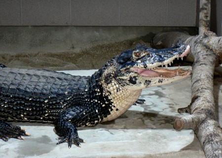 zoo-protivin-krokodyli-zoologicka-zahrada - kajman-cerny